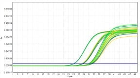 M2181-4 AcuGenix™ FastAmpli All-in-One qPCR Master Mix with UNG-V4: Accelerated Stability Test - Amplification Curves - FAM (0 Days Accelerated; 3 Days Accelerated; 7 Days…)