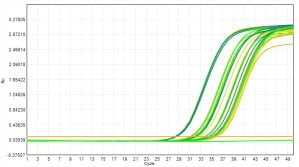 M2181-4 AcuGenix™ FastAmpli All-in-One qPCR Master Mix with UNG-V4: Accelerated Stability Test - Amplification Curves - ROX (0 Days Accelerated; 3 Days Accelerated; 7 Days…)