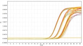 M2181-4 AcuGenix™ FastAmpli All-in-One qPCR Master Mix with UNG-V4: Freeze-Thaw Stability Test - Amplification Curves - ROX (0 Freeze-Thaw Cycles; 5 Freeze-Thaw Cycles; 10…)