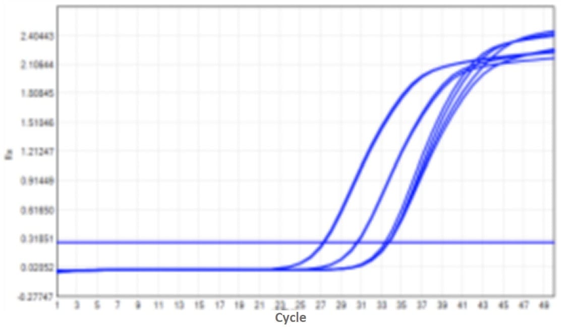 M2181-4 AcuGenix™ FastAmpli All-in-One qPCR Master Mix with UNG-V4: High- and Low-Template Balance (Amplification Efficiency) - Amplification Curves - FAM (M2181-4- Human…)