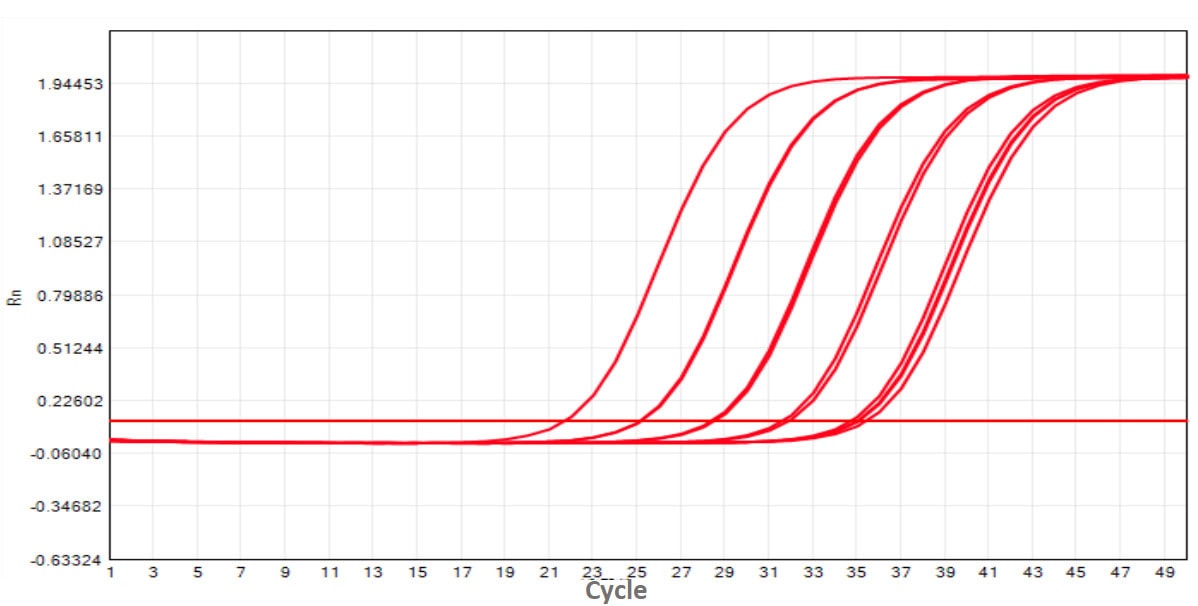 M5144 AcuGenix™ FastAmpli RT-qPCR Master Mix with UNG: Amplification Efficiency Test - CY5 - Amplification Curves (M5144-Human Total RNA)