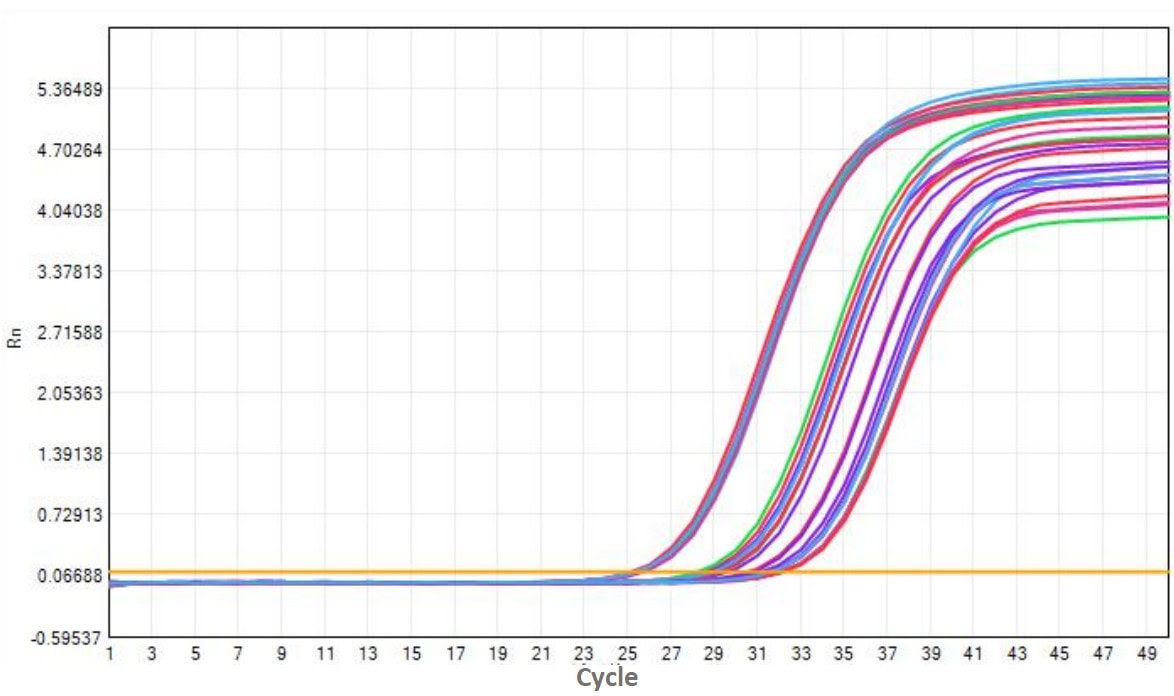 M5144 AcuGenix™ FastAmpli RT-qPCR Master Mix with UNG: Freeze-Thaw Stability Test - Amplification Curves - ROX (M5144 System - Human Total RNA 0 Freeze-Thaw Cycle 5 Freeze-Thaw…)