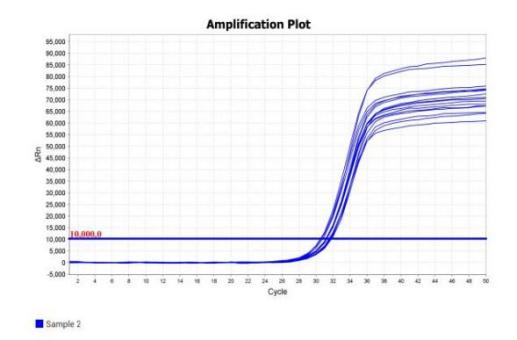 M5144 AcuGenix™ FastAmpli RT-qPCR Master Mix with UNG: Rapid Amplification Test - Amplification Curve - VIC (M5144 System Fast PCR program: 50°C 5min; 95°C 1min; 50 Cycles…)