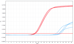 MD2091 Sensi Direct All-in-One qPCR Master Mix with UNG: Saliva Inhibitor-Tolerance Test - Amplification Curves - CY5 (Conventional Product MD2091)