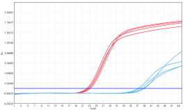 MD2091 Sensi Direct All-in-One qPCR Master Mix with UNG: Saliva Inhibitor-Tolerance Test - Amplification Curves - FAM (Conventional Product MD2091)