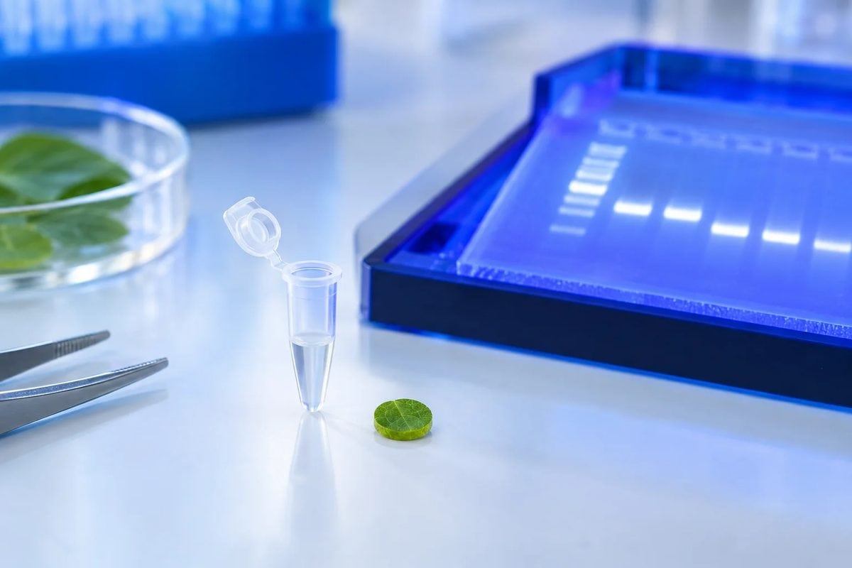 PCR tube, plant leaf disc and an agarose gel with long DNA bands