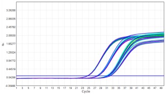 AS412-9 AcuGenix™ Lyophilization Protectant-9: Freeze-Thaw Stability Test - Amplification Curves - FAM (— FM2181-4: 0 Freeze-Thaw Cycles — FM2181-4: 5 Freeze-Thaw Cycles —…)