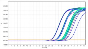 AS412-9 AcuGenix™ Lyophilization Protectant-9: Freeze-Thaw Stability Test - Amplification Curves - ROX (— FM2181-4: 0 Freeze-Thaw Cycles — FM2181-4: 5 Freeze-Thaw Cycles —…)