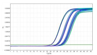 AS412-9 AcuGenix™ Lyophilization Protectant-9: Freeze-Thaw Stability Test - Amplification Curves - VIC (— FM2181-4: 0 Freeze-Thaw Cycles — FM2181-4: 5 Freeze-Thaw Cycles —…)