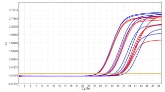 AS412-9 AcuGenix™ Lyophilization Protectant-9: High-Temperature Accelerated Stability Test - Amplification Curves - ROX (Cat.: FM2181-4 Liquid Control Lyophilized Sample at…)