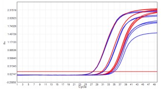 AS412-9 AcuGenix™ Lyophilization Protectant-9: High-Temperature Accelerated Stability Test - Amplification Curves - CY5 (Cat.: FM5144 Liquid Control Lyophilized Sample at 55°C…)