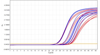 AS412-9 AcuGenix™ Lyophilization Protectant-9: High-Temperature Accelerated Stability Test - Amplification Curves - ROX (Cat.: FM5144 Liquid Control Lyophilized Sample at 55°C…)
