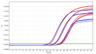 AS412-9 AcuGenix™ Lyophilization Protectant-9: High-Temperature Accelerated Stability Test - Amplification Curves - VIC (Cat.: FM5144 Liquid Control Lyophilized Sample at 55°C…)