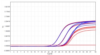 AS412-9 AcuGenix™ Lyophilization Protectant-9: Room-Temperature Accelerated Stability Test - Amplification Curves - CY5 (Cat.: FM2181-4 Liquid Control Lyophilized Sample at…)