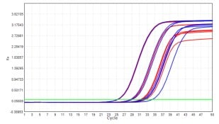 AS412-9 AcuGenix™ Lyophilization Protectant-9: Room-Temperature Accelerated Stability Test - Amplification Curves - VIC (Cat.: FM2181-4 Liquid Control Lyophilized Sample at…)