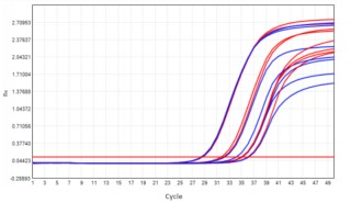 AS412-9 AcuGenix™ Lyophilization Protectant-9: Room-Temperature Accelerated Stability Test - Amplification Curves - CY5 (Cat.: FM5144 Liquid Control Lyophilized Sample at…)