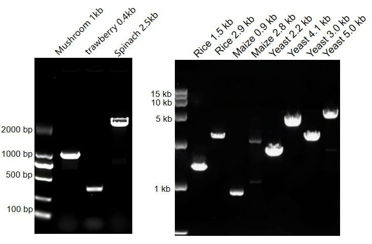 BR1A503 AcuGenix™ Plant Tissue Direct Hifi PCR Kit: Figure 1 Direct PCR performance across diverse sample types