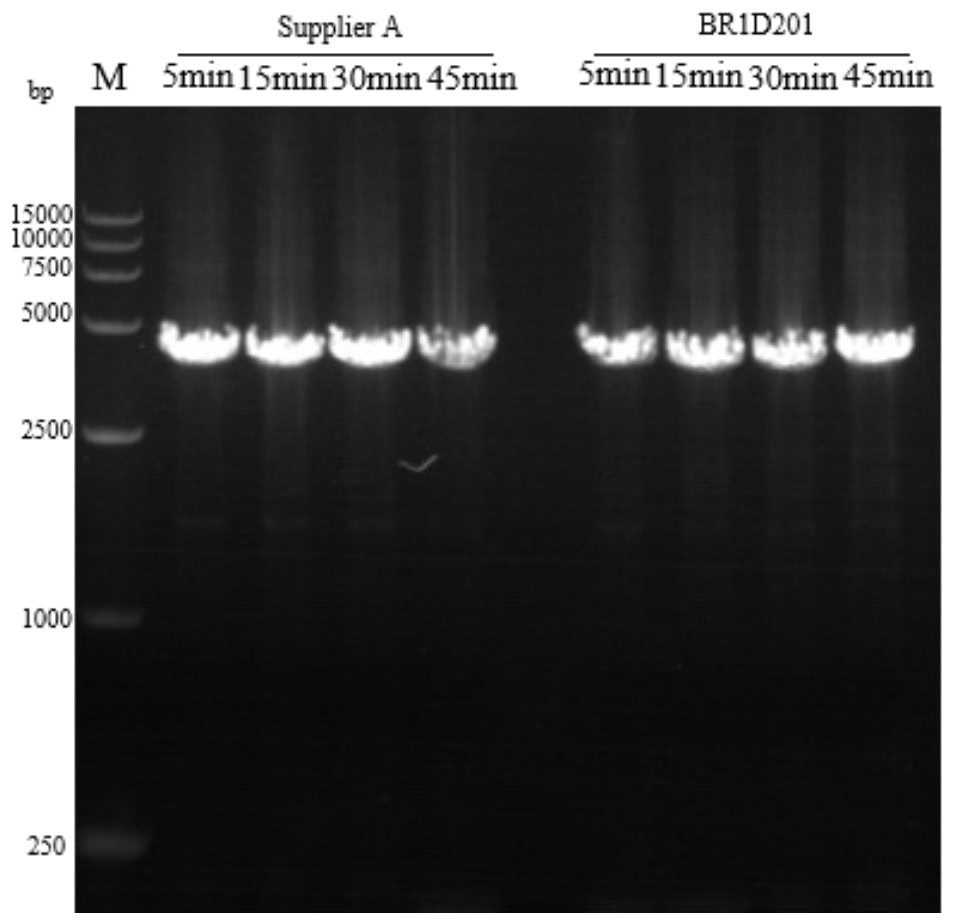 BR1D201 AcuGenix™ Neoscript 1st cDNA Synthesis Kit (+gDNA wiper): 5 min fast reverse transcription