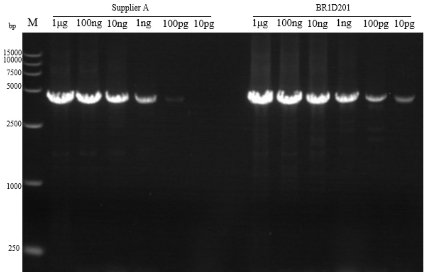 BR1D201 AcuGenix™ Neoscript 1st cDNA Synthesis Kit (+gDNA wiper): High sensitivity