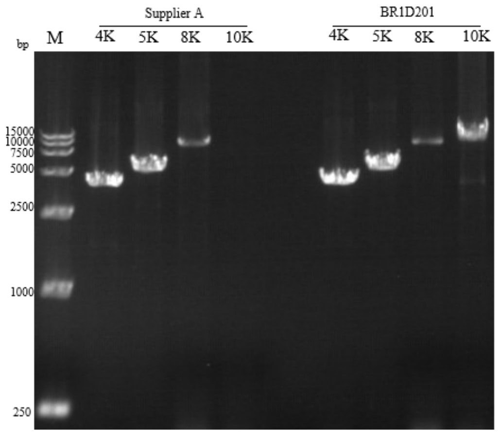 BR1D201 AcuGenix™ Neoscript 1st cDNA Synthesis Kit (+gDNA wiper): Synthesizes cDNA up to 10 kb in length