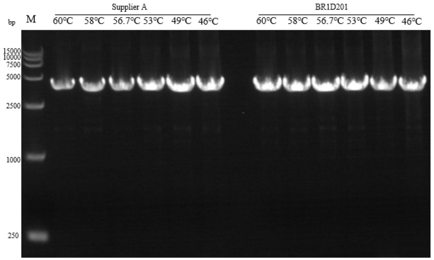 BR1D201 AcuGenix™ Neoscript 1st cDNA Synthesis Kit (+gDNA wiper): Ultra-high thermal stability