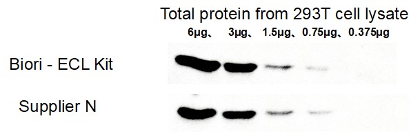 BR4D602 ECL Chemiluminescent Substrate Kit: WB detection of housekeeping protein GAPDH