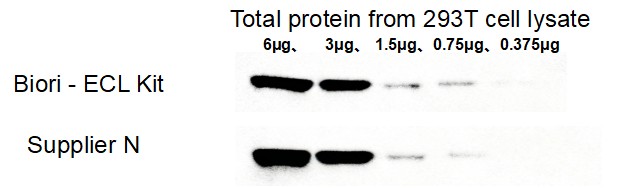BR4D602 ECL Chemiluminescent Substrate Kit: WB detection of housekeeping protein α-tubulin