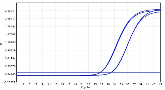 M2181-4 AcuGenix™ FastAmpli All-in-One qPCR Master Mix with UNG-V4: Fast Cycling Program Test - Amplification Curves - FAM (M2181-4 - Fast PCR Program)