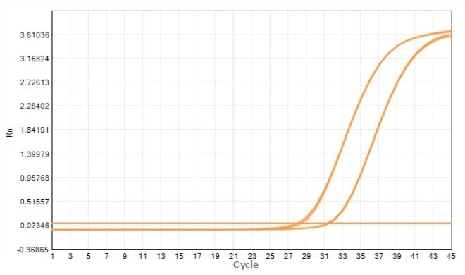 M2181-4 AcuGenix™ FastAmpli All-in-One qPCR Master Mix with UNG-V4: Fast Cycling Program Test - Amplification Curves - ROX (M2181-4 - Fast PCR Program)
