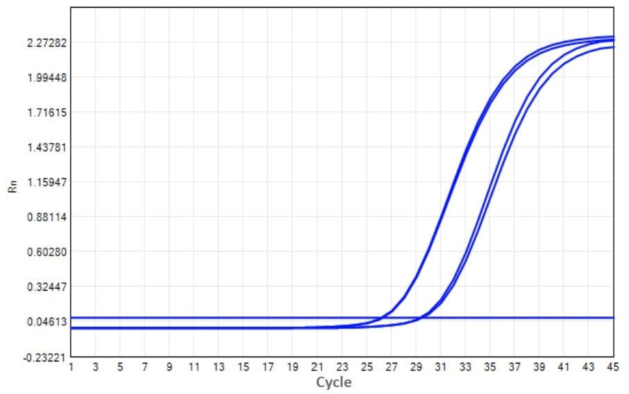 M2181-4 AcuGenix™ FastAmpli All-in-One qPCR Master Mix with UNG-V4: Fast Cycling Program Test - Amplification Curves - FAM (M2181-4 -Standard PCR Program)