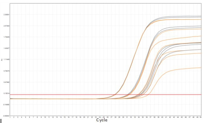MD2084-4 AcuGenix™ Fast Direct RT-qPCR Master Mix with UNG-V4: Accelerated Stability Test - Amplification Curves - CY5 (MD2084-4 MD2084-4, accelerated at 37°C for 14 d)