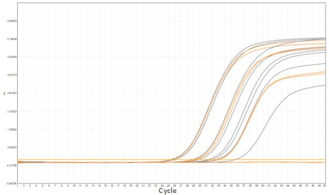 MD2084-4 AcuGenix™ Fast Direct RT-qPCR Master Mix with UNG-V4: Accelerated Stability Test - Amplification Curves - ROX (MD2084-4 MD2084-4, accelerated at 37°C for 14 d)