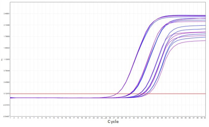 MD2084-4 AcuGenix™ Fast Direct RT-qPCR Master Mix with UNG-V4: Accelerated Stability Test - Amplification Curves - CY5 (MD2084-4 Accelerated at 37°C for 7 d)
