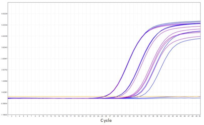 MD2084-4 AcuGenix™ Fast Direct RT-qPCR Master Mix with UNG-V4: Accelerated Stability Test - Amplification Curves - ROX (MD2084-4 Accelerated at 37°C for 7 d)