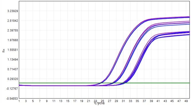 MD2084-4 AcuGenix™ Fast Direct RT-qPCR Master Mix with UNG-V4: Accelerated Stability Test - Amplification Curves - VIC (MD2084-4 Accelerated at 37°C for 7 d)