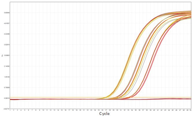 MD2084-4 AcuGenix™ Fast Direct RT-qPCR Master Mix with UNG-V4: Freeze-Thaw Test - Amplification Curves - ROX (0 freeze-thaw cycles 5 freeze-thaw cycles 10 freeze-thaw cycles 15…)