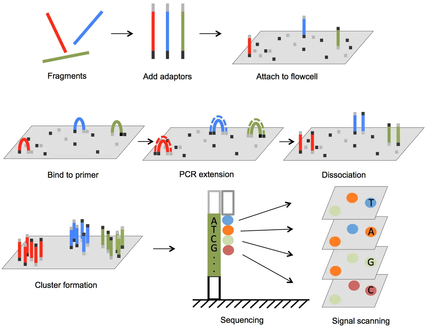 Illumina NGS workflow: adapter ligation, flow-cell attachment, bridge PCR cluster formation and sequencing-by-synthesis signal scanning