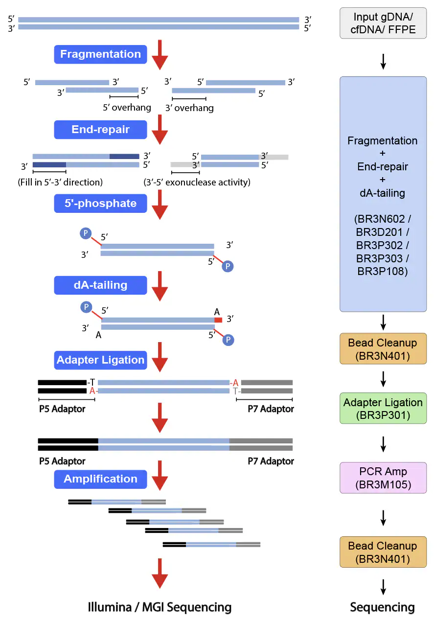 Standard NGS library prep chemistry: fragmentation, end repair, 5′-phosphorylation, dA-tailing, P5/P7 adapter ligation and PCR amplification, with the matching BIORI workflow steps BR3N602, BR3N401, BR3P301 and BR3M105