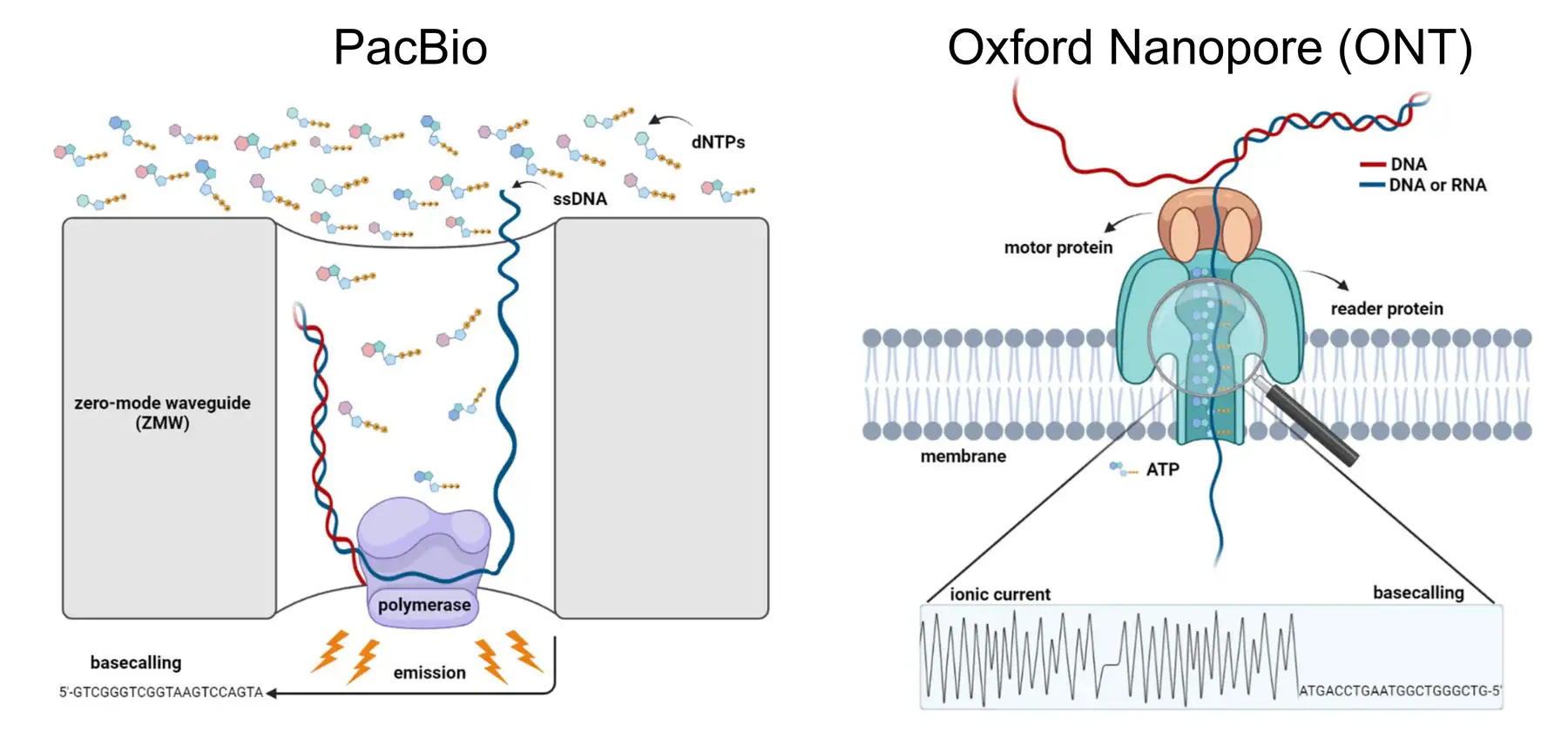 PacBio SMRT sequencing in a zero-mode waveguide compared with Oxford Nanopore sequencing through a protein nanopore with ionic-current basecalling