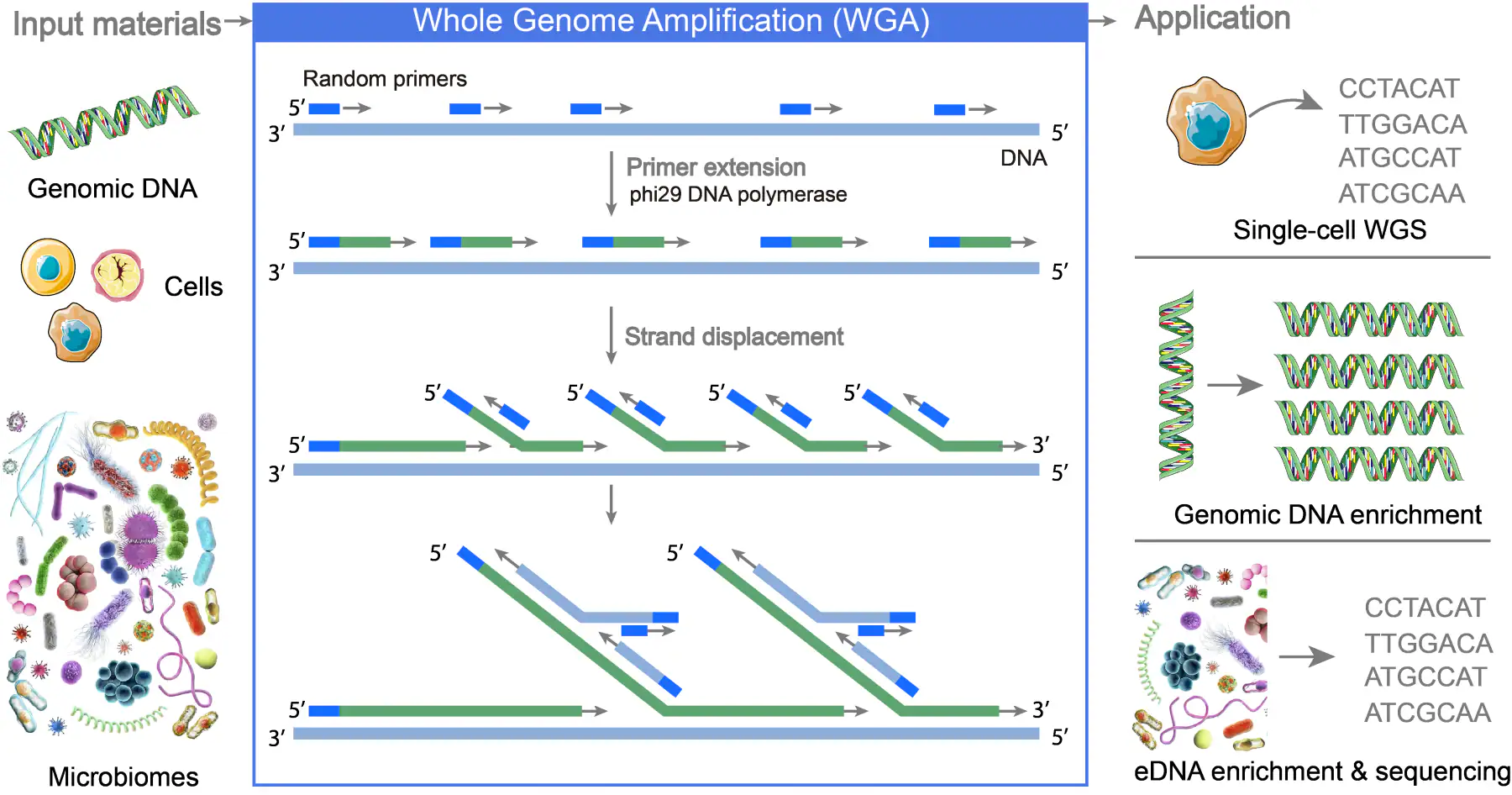 Whole genome amplification with phi29 DNA polymerase: random primer extension and strand displacement producing branched MDA products for single-cell WGS, genomic DNA enrichment and eDNA sequencing