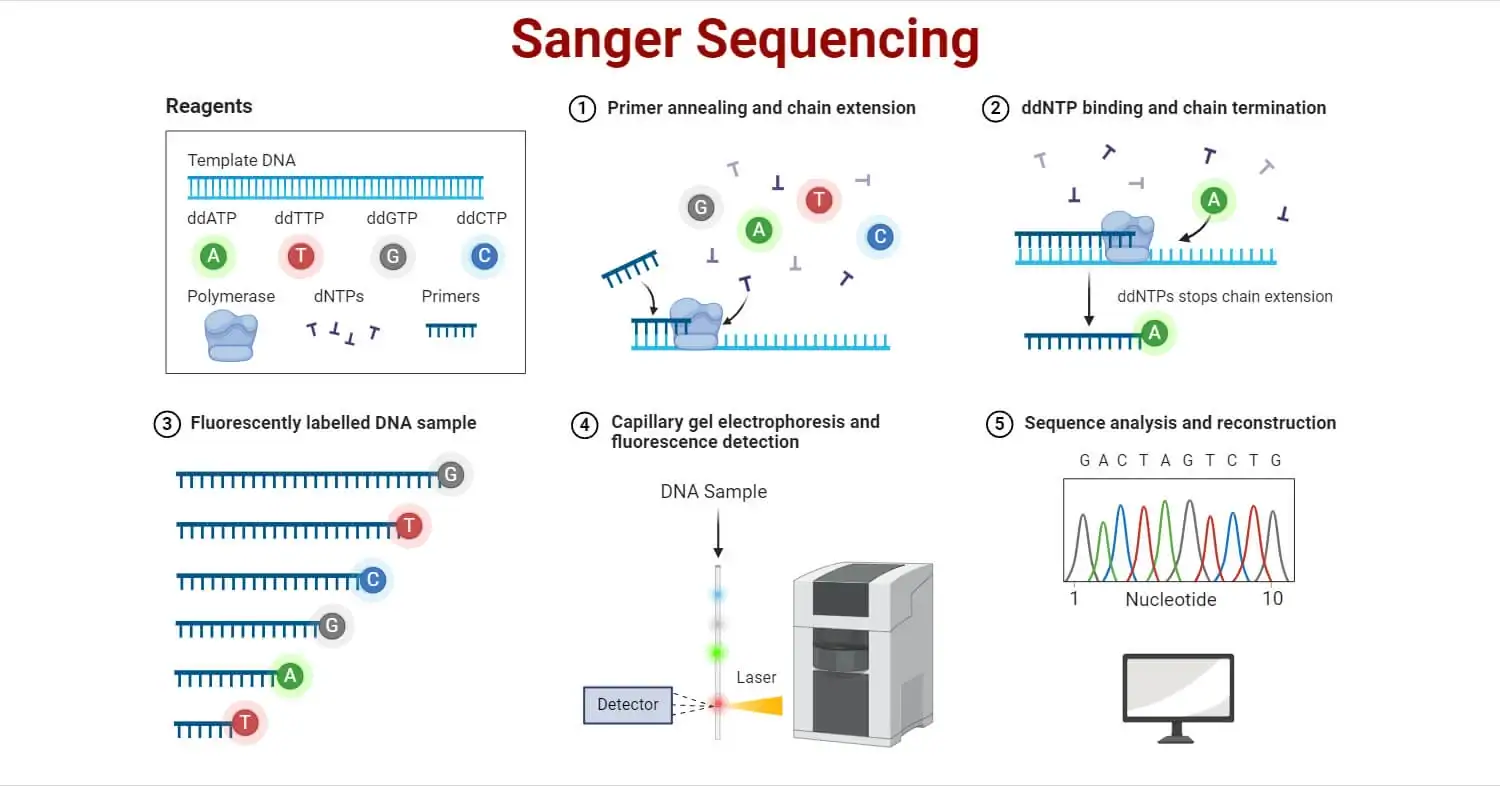 Sanger sequencing workflow: primer annealing, ddNTP chain termination, fluorescently labeled fragments, capillary electrophoresis and chromatogram readout