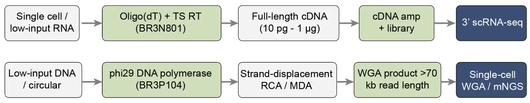 Lane C workflow diagrams: template-switching RT with BR3N801 for 3′ scRNA-seq and phi29 DNA polymerase BR3P104 isothermal RCA/MDA for single-cell WGA