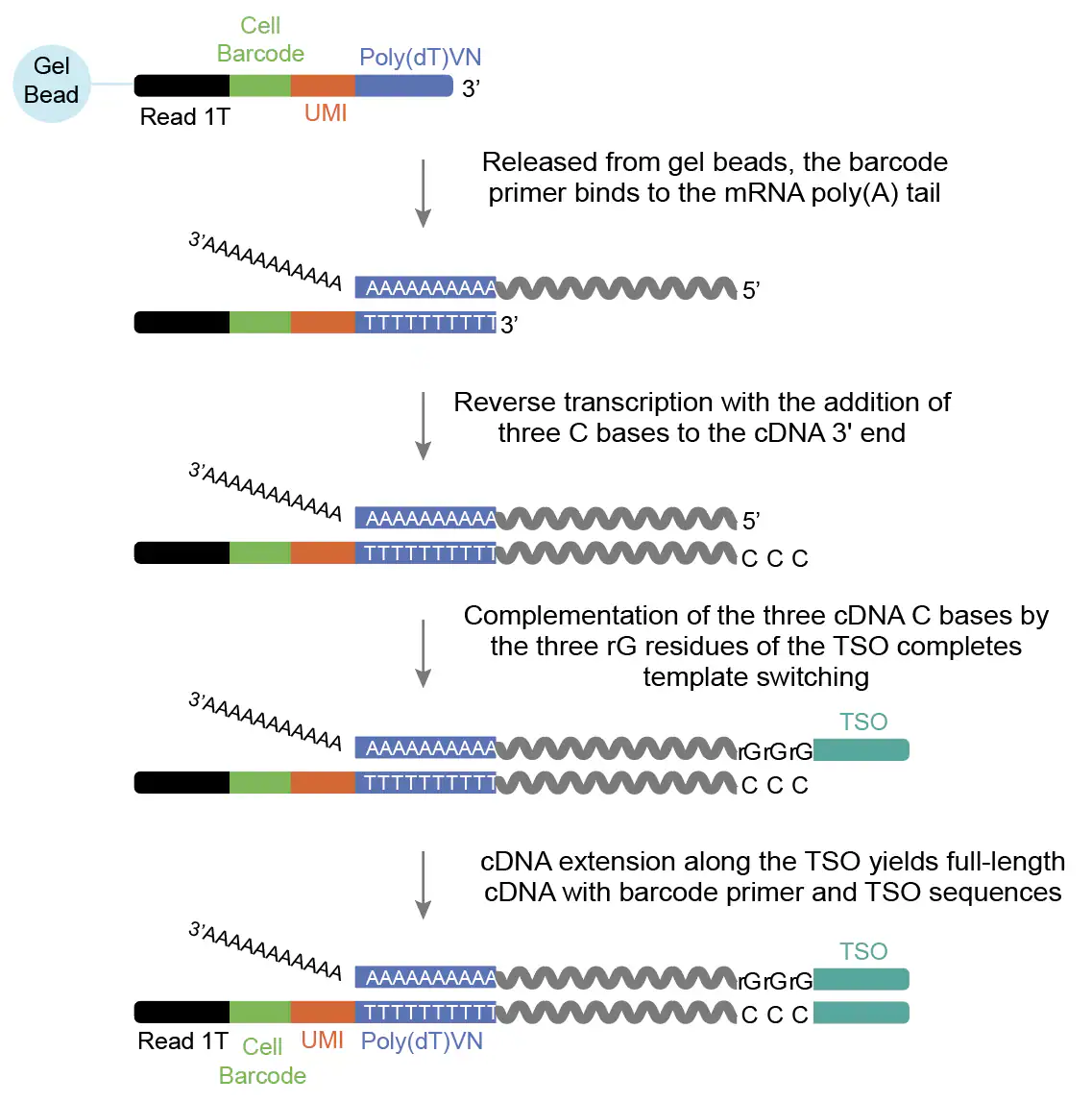 Template-switching reverse transcription for 3′ single-cell RNA-seq: barcode primer binding, addition of three C bases, TSO rGrGrG pairing and full-length cDNA extension