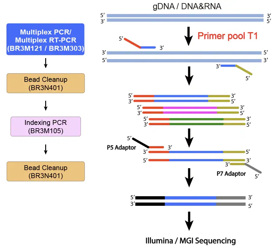 tNGS amplicon chemistry: multiplex PCR with primer pool T1, bead cleanup, indexing PCR adding P5 and P7 adapters, and Illumina/MGI sequencing